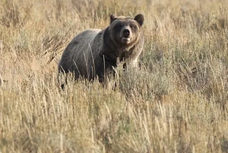 Hiker Attacked by Grizzly in National Park Transported to Hospital