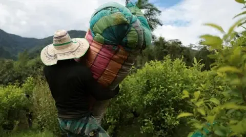US Labels Colombia as Non-Cooperative in Anti-Drug Efforts