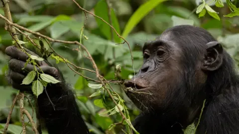 Chimpanzees Drinking the Equivalent of a Beer Each Day from Overripe Fruit, Study Reveals