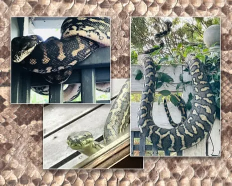 Embracing my Reptiles in My Ceiling: A Transformation from Fear to Fascination